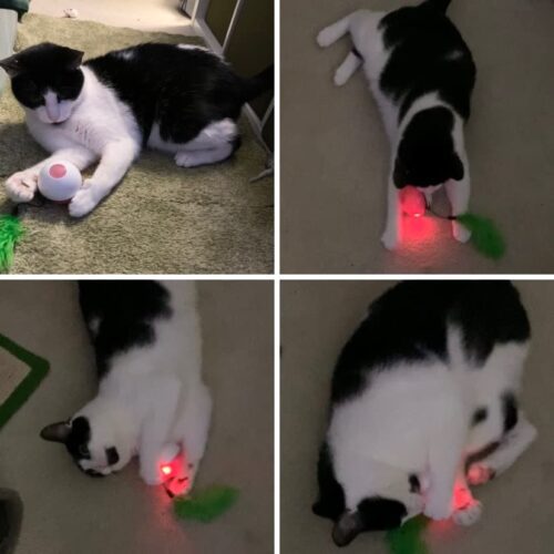 MyCat™ Interactive Cat Toys Ball photo review