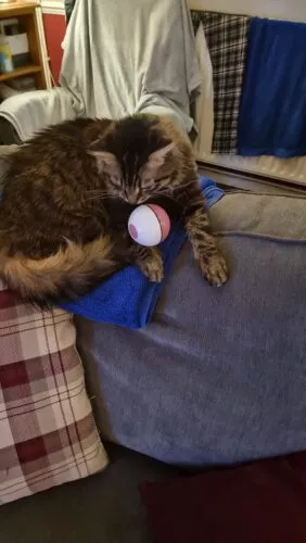 MyCat™ Interactive Cat Toys Ball photo review