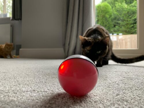 MyCat™ Interactive Cat Toys Ball photo review