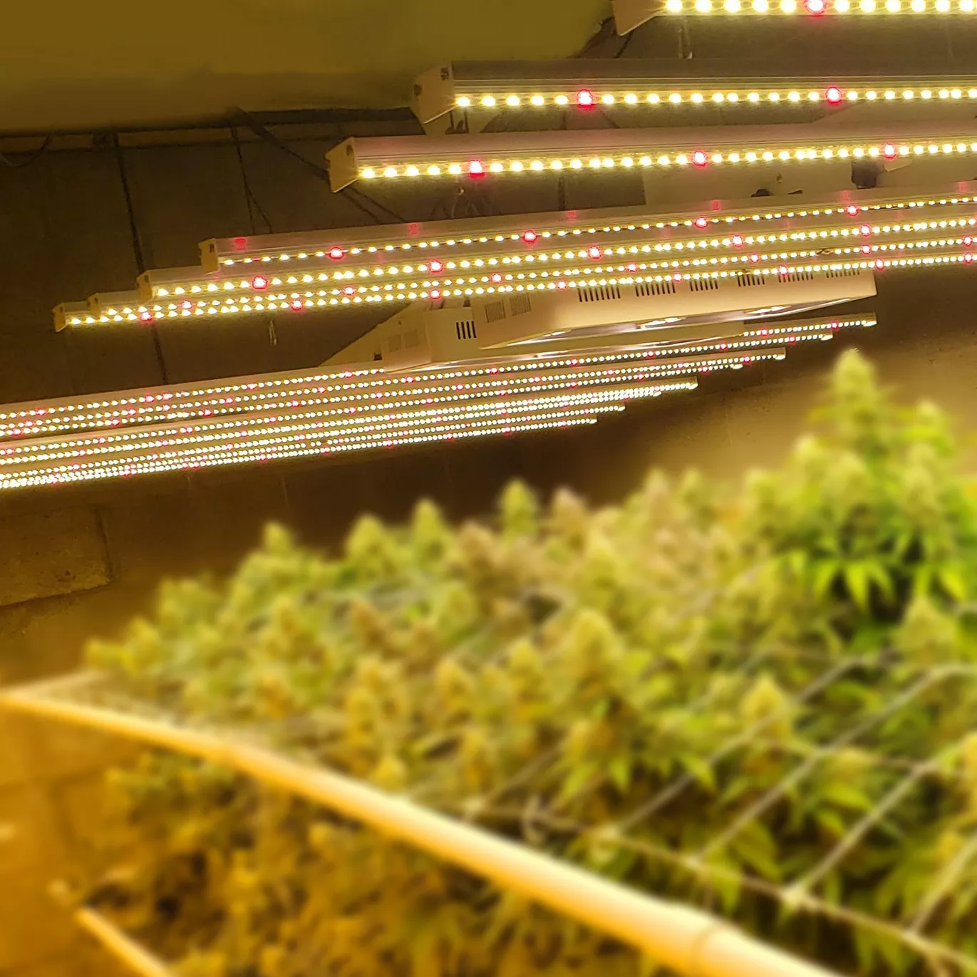 800w Full Spectrum LED Grow Light - Image 3