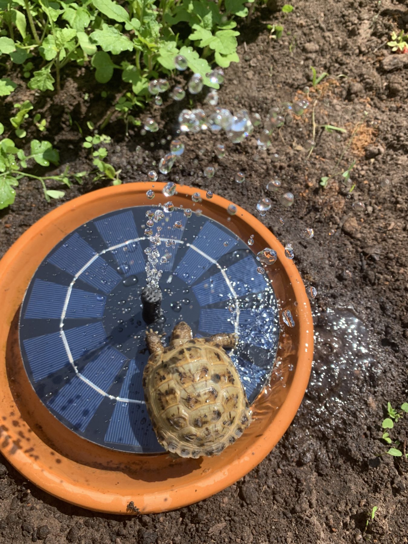 8 LED Solar Panel Powered Water Fountain photo review